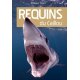 Requins du Caillou