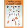 Affiche coquillages communs de Nouvelle-Calédonie
