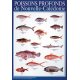 Affiche poissons profonds de Nouvelle-Calédonie