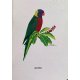Carnet de notes Perruche