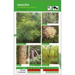 Plantes des forêts sèches de NC, tome 2