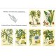 Lot de 6 cartes postales Herbier de Nouvelle-Calédonie