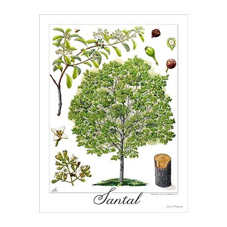 Affiche botanique Santal (grand modèle)