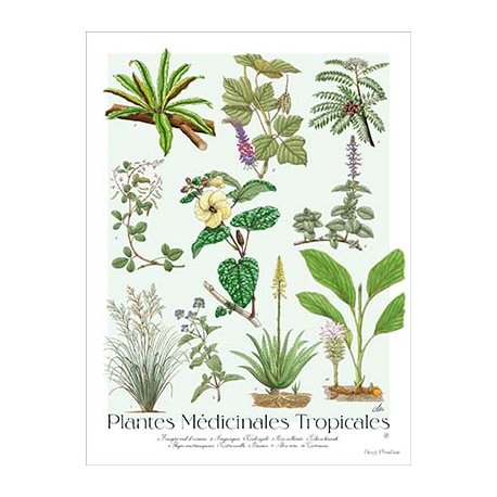 Affiche botanique Plantes médicinales tropicales (grand modèle)